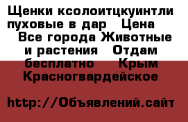 Щенки ксолоитцкуинтли пуховые в дар › Цена ­ 1 - Все города Животные и растения » Отдам бесплатно   . Крым,Красногвардейское